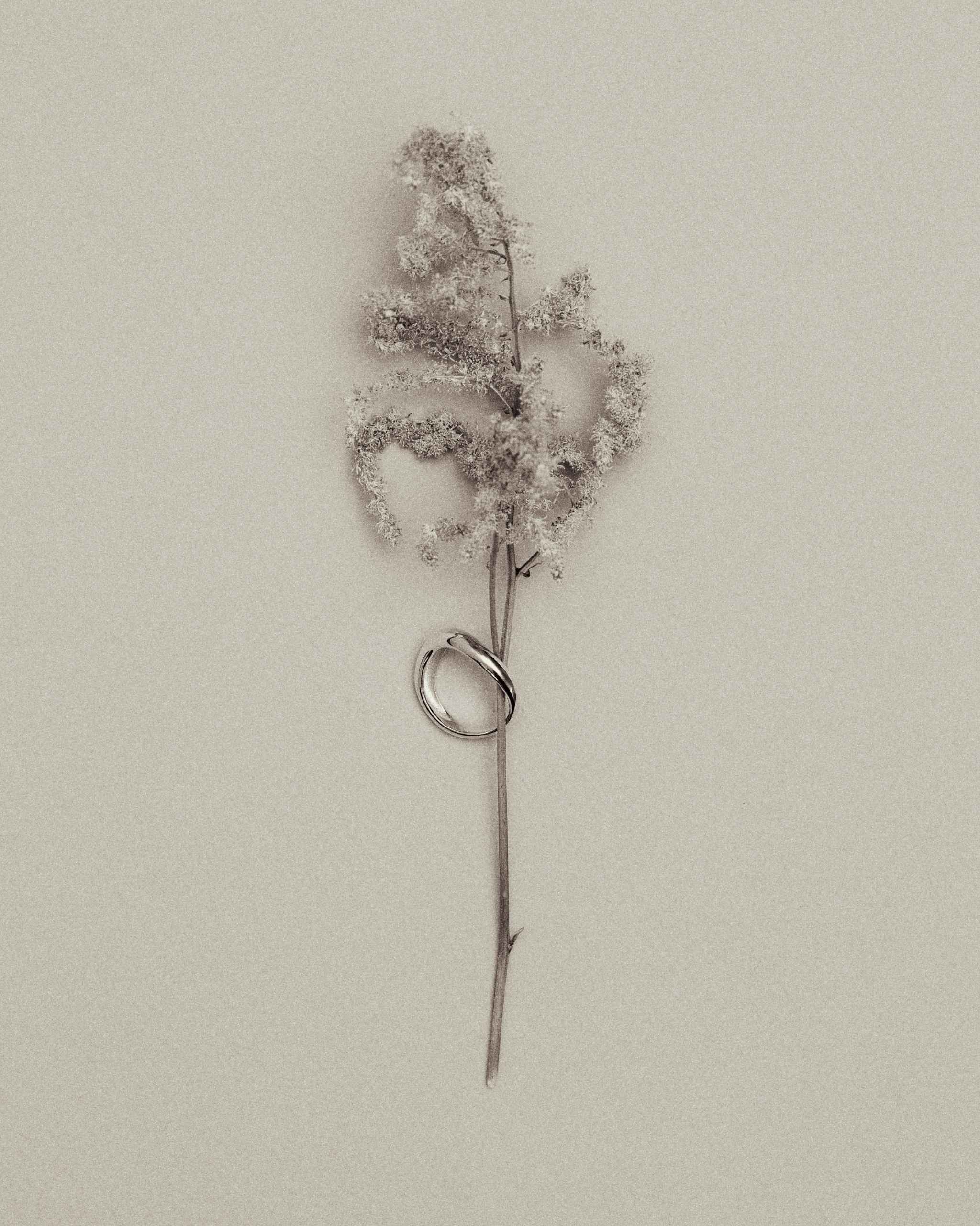 Kyma Fold Bold Ring in 14k solid white gold or sterling silver passes through a flower branch on a neutral surface